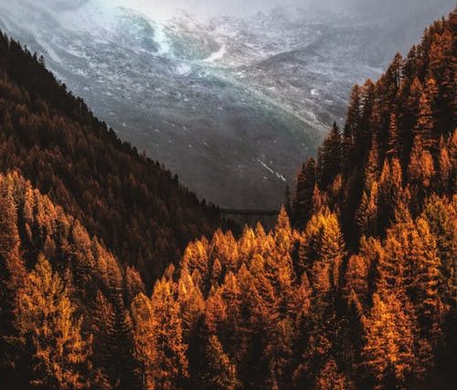 To generate leads, your website needs to be visible in a forest of websites